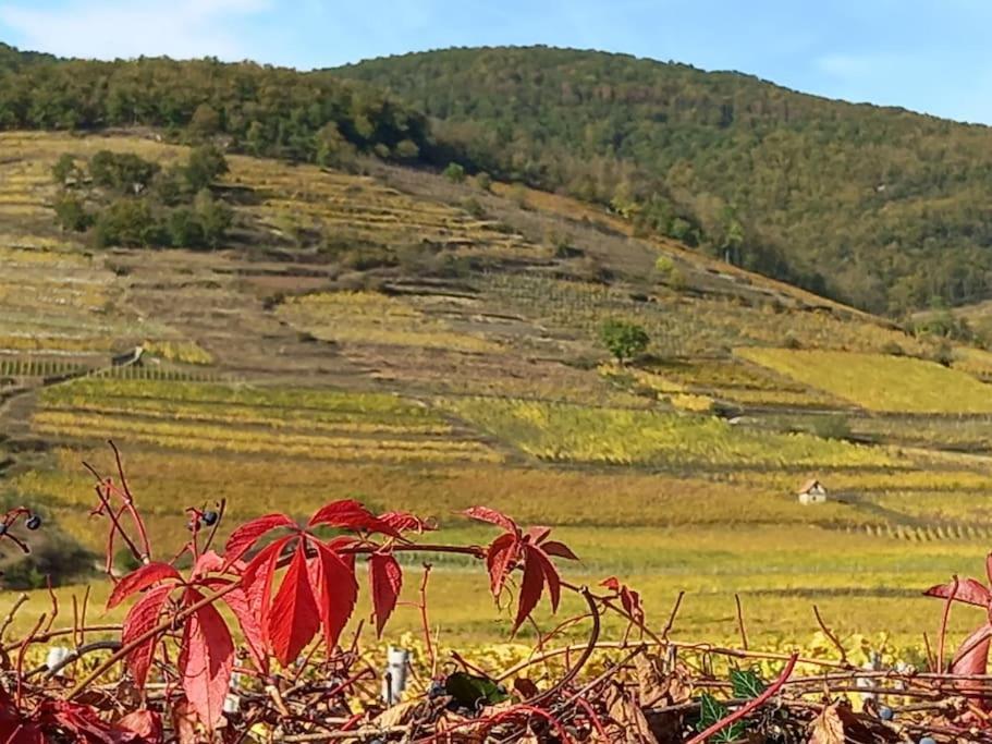 S'Gleina Gleck, In The Heart Of A Wine City, Charmant Studio 1 Piece Et 1 Salle De Bain Kaysersberg-Vignoble Εξωτερικό φωτογραφία