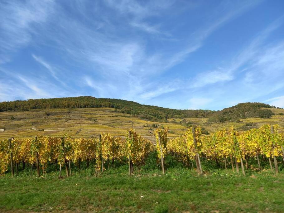 S'Gleina Gleck, In The Heart Of A Wine City, Charmant Studio 1 Piece Et 1 Salle De Bain Kaysersberg-Vignoble Εξωτερικό φωτογραφία
